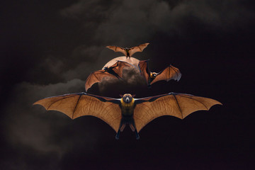 Flying bat and the moon (Lyle's flying fox)