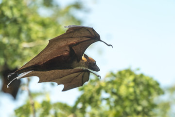 Flying bat (Lyle's flying fox)