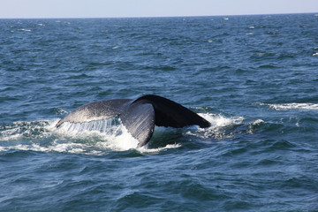 Whale Fluke 