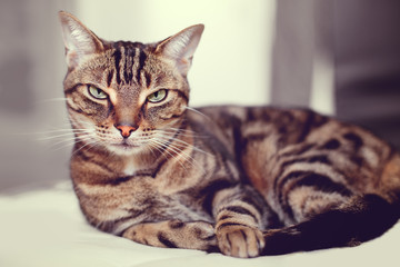 Closeup portrait of cute adorable tabby cat with stripes and yellow green eyes lying on sofa couch. Domestic pet indoors at home. Toned with Instagram retro filters, lifestyle.