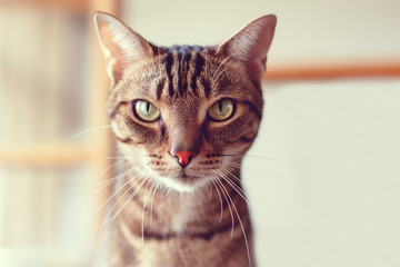 Closeup portrait of cute adorable tabby cat with stripes and yellow green eyes looking in camera. Domestic pet indoors at home. Toned with Instagram retro filters, lifestyle.