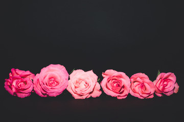 Pink roses on dark background