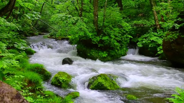 奥入瀬渓谷（青森県十和田市）