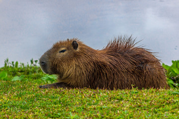 capivara