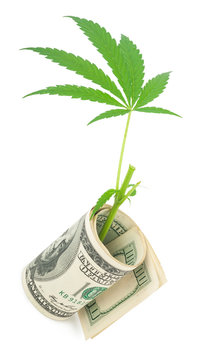 The Cannabis And Money