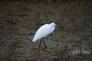 egrets