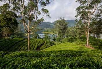 Fototapeta na wymiar Tea fields of hatton sri lanka