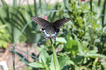 Fototapeta na wymiar Black with blue butterfly in the green garden