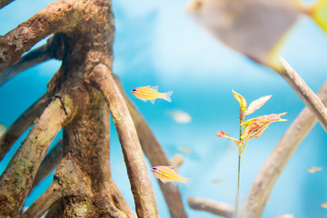 水族館の魚