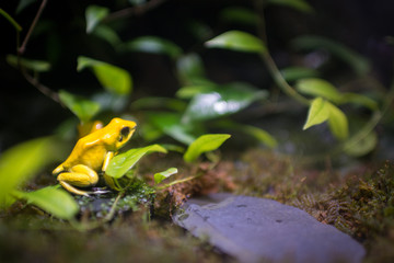 Phyllobates terribilis