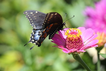 Black butterfly sucking nectar from zinnia