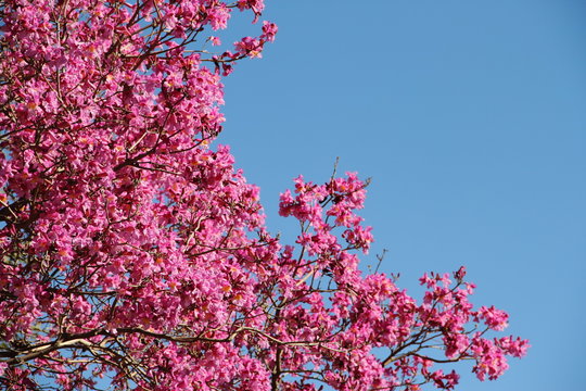 Pink Lapacho