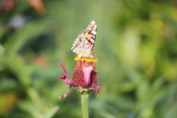 Monarch butterfly is eating nectar on flower