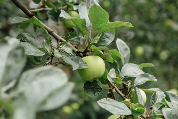 Green apples on the tree