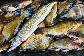 Fresh fish catch on sale