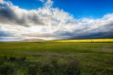 Fototapeta premium Hay bales in white plastic film stacked on a huge field in farm at Iceland. 