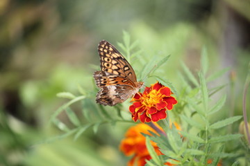 Monarch eating nectar on orange marigold