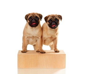 Puppies of pug isolated on a white background