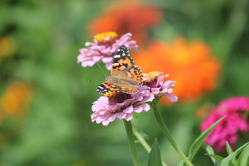 Monarch in the pink zinnia garden
