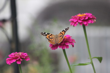 Monarch in the flower garden