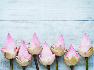 Pink lotus flowers on blue wooden table.