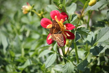 Butterfly on dahlia Poo