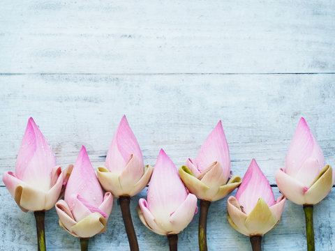 Fototapeta Pink lotus flowers on blue wooden table.