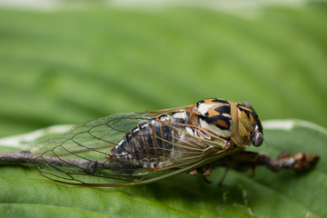 Close up of a Great Western Cicada's in profile on a green leaf. Photographed on a concrete with shallow depth of field.