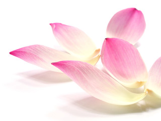 pink lotus petals flower on white background