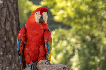 Red Macaw Parrot