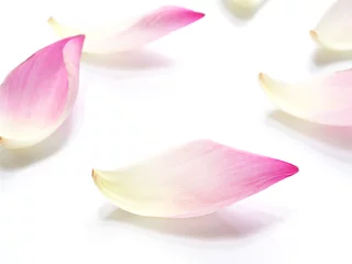 Cercles muraux fleur de lotus pink lotus petals flower on white background