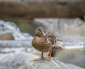 Female Mallard Duck