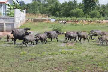 Pasture rised Asian water buffalo.
