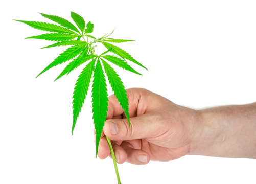 Marijuana leaves in hand