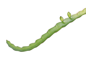 Dragon fruit tree plant isolated on white background, clipping path.