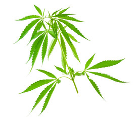 Cannabis (marijuana) plants