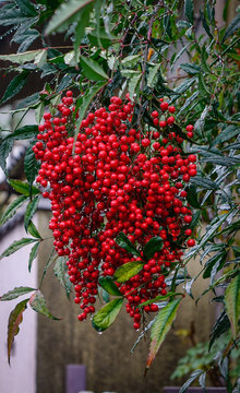 Guelder-rose (Viburnum opulus) ripe dupes