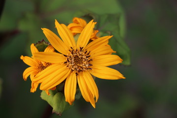 Summer background - beautiful bright yellow flowers with gentle petals
