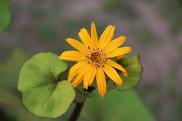 Summer background - beautiful bright yellow flowers with gentle petals