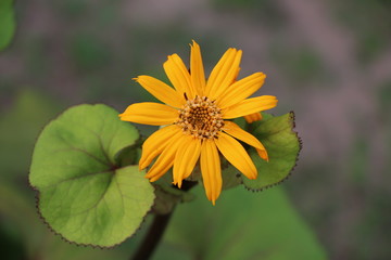 Summer background - beautiful bright yellow flowers with gentle petals
