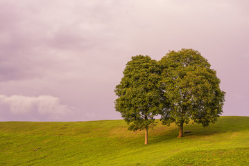 Fototapeta na wymiar Twin tree with green grass field