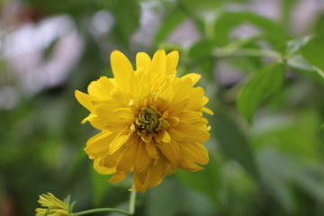 Summer background - beautiful bright yellow flowers with gentle petals - golden balls - Rudbeckia