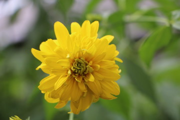 Summer background - beautiful bright yellow flowers with gentle petals - golden balls - Rudbeckia