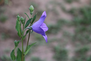 Obraz na płótnie Canvas Summer background - beautiful purple gentle flowers bells