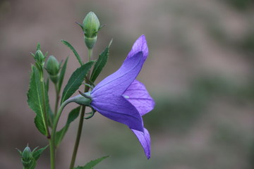 Summer background - beautiful purple gentle flowers bells