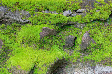Green moss texture background  on the rock  in nature forest