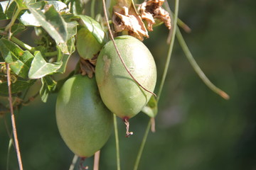 Maracuya