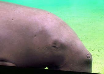 ジュゴン　睡眠中　生き物