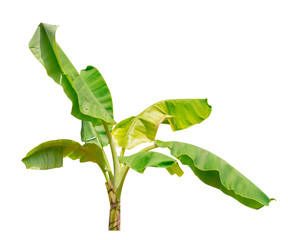 Green banana  tree isolate on a white background with clipping path.