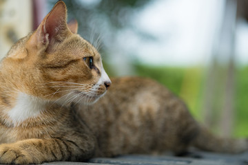 Portrait of yellow cat on the truck.